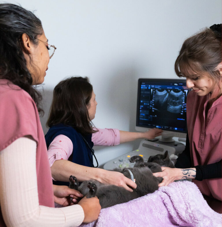 Photo d'une échographie réalisée à la clinique vétérinaire Médichat